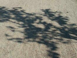 sombra de hojas con luz de sol en cemento piso. sombra de árbol en cemento suelo. foto