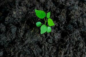 seedlings are growing Environment and ecology concept photo