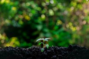 Ecological environment the growth of Seedling tree photo