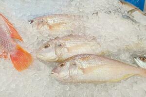 Fresco pescado en hielo bandeja el supermercado foto