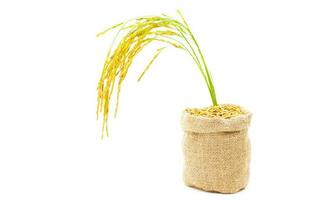 Rice of paddy Golden yellow in a sack on a white background photo