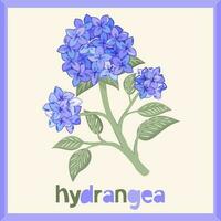 Hydrangea. Vector isolated illustration in frame with lettering