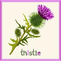 Thistle. Vector isolated illustration in frame with lettering