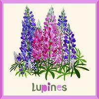 Lupines. Vector isolated illustration in frame with lettering