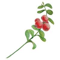 Wild red berries watercolor hand drawn botanical realistic illustration. Forest cranberry, cowberry branch isolated on white background. Great for printing on fabric, postcards, invitations, menus vector