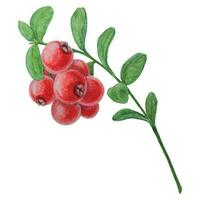 Wild red berries watercolor hand drawn botanical realistic illustration. Forest cranberry, cowberry branch isolated on white background. Great for printing on fabric, postcards, invitations, menus vector