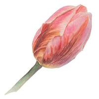 Watercolor realistic botanical illustration of pink tulip isolated on white background for your design, wedding print products, paper, invitations, cards, fabric, posters, card for Mother's day, MarcH vector