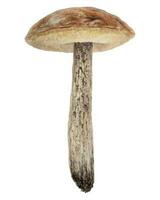 Wild mushroom watercolor hand drawn botanical realistic illustration. Forest boletus isolated on white background. Great for printing on fabric, postcards, invitations, menus vector