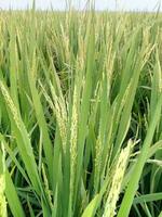 Rice start blooming with yellow white flowers photo