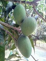 Naogaon Green Organic Langra Mango photo