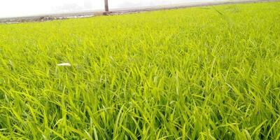 Rice tree seeds green nature photo