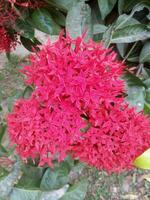 Ixora coccinea red flower blooming in garden green white leaf background photo