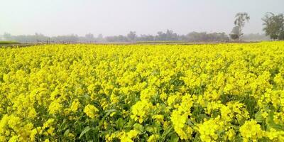 Mustard yellow flower nature picture in Bangladesh photo