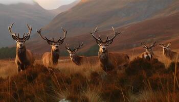 Majestic stag grazing in tranquil wilderness meadow generated by AI photo