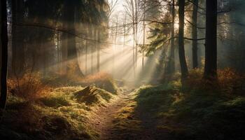 Mysterious forest boasts spooky autumn beauty in dawn generated by AI photo