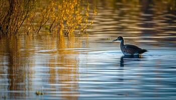 Mallard duck swims in tranquil pond reflection generated by AI photo
