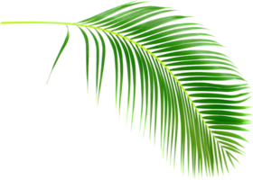 tropical nature green palm leaf on transparent background png file