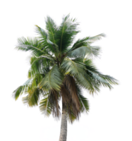 coconut palm tree on transparent background png file