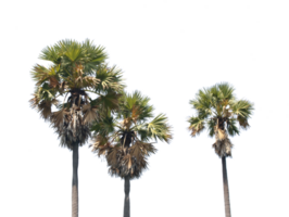 palmier asiatique, palmier toddy, palmier à sucre, sur fond transparent fichier png