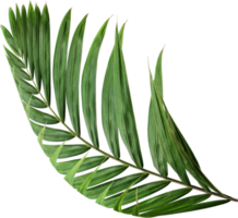 tropical nature green palm leaf on transparent background png file