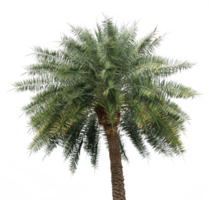 palm tree on transparent background png file