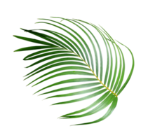water drop on green leaf of palm tree on transparent background png file