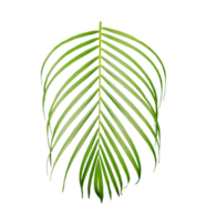 green leaf of palm tree transparent background png file