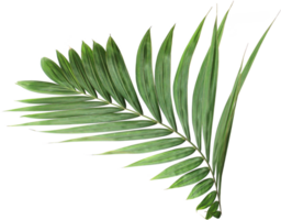 tropical green palm leaf on transparent background png file