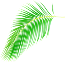 tropische natur grünes palmblatt auf transparentem hintergrund png datei