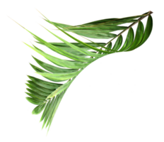 tropical nature green palm leaf on transparent background png file