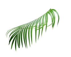 water drop on green leaf of palm tree on transparent background png file
