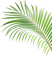 water drop on green leaf of palm tree on transparent background png file