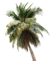 coconut palm tree on transparent background png file