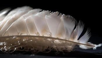 Feathered elegance A black winged bird beauty generated by AI photo