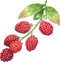 baya Fruta acuarela elemento png