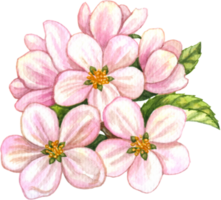 Pink Blossom flower watercolor png