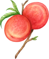 Peach fruit watercolor elements clipart png