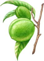 melocotón Fruta acuarela elementos clipart png