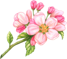 Pink Blossom flower watercolor png