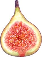 higos Fruta acuarela elementos clipart png