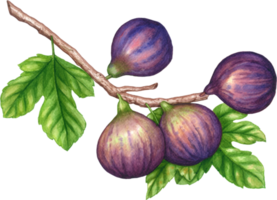 higos Fruta acuarela elementos clipart png