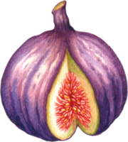 higos Fruta acuarela elementos clipart png