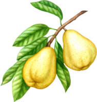 Pera Fruta acuarela elementos clipart png