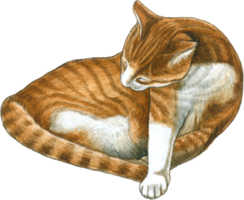 gatto amante acquerello adorabile animale png