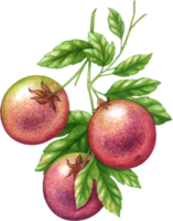 passion fruit aquarelle éléments clipart png