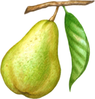 Pear fruit watercolor elements clipart png