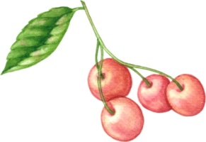 Cerise fruit aquarelle éléments clipart png