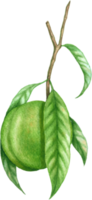 melocotón Fruta acuarela elementos clipart png