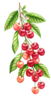 Cereza Fruta acuarela elementos clipart png