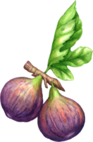 Figs fruit watercolor elements clipart png